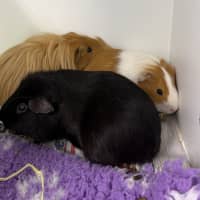 Photo of Lionel (Bonded With Walter And Fabio)