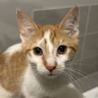 Photo of Niko