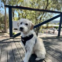 Photo of Comet   1 Year Old Maltese X Poodle