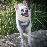 Photo of Benji