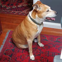 Photo of Buddy