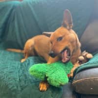 Photo of Dingo