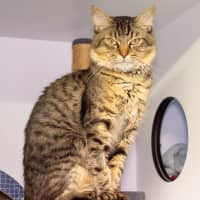 Photo of Turnip