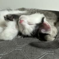 Photo of Marshmellow