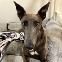 Photo of Meeka, The Loveable Young Rescue Greyhound