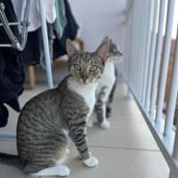 Photo of Schooner