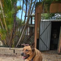 Photo of Rus   5 Year Old Cattle Dog