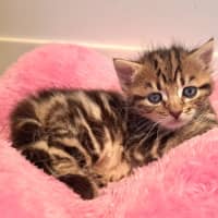 Photo of C1466 Maple