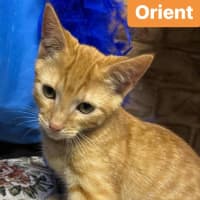 Photo of Orient