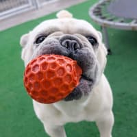 Photo of Biscuit