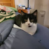 Photo of Barney