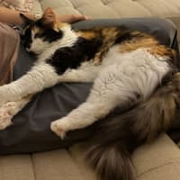 Photo of Opal