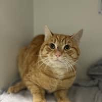 Photo of Dexter