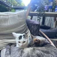 Photo of Subi
