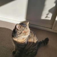 Photo of 🐾Cash🐾