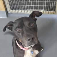 Photo of Denzel Woofington