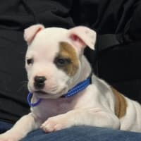 Photo of Alfie   7 Week Old Staffy X Bulldog X (Trial)