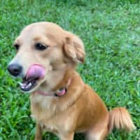 Photo of Nutmeg