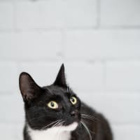 Photo of Marshmallow