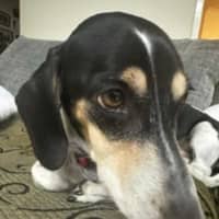 Photo of Scooby