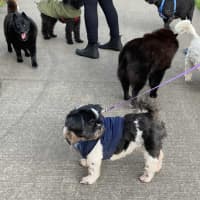 Photo of Piper💖7yo, Shih Tzu Girl (On Trial 14/9/25)