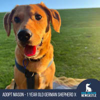 Photo of Mason   1 Year Old Shepherd X Beagle
