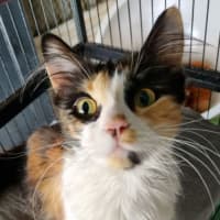 Photo of Xyla