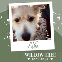 Photo of Alfie
