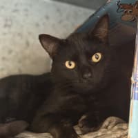 Photo of Scar