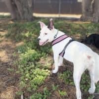 Photo of Gypsy