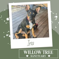 Photo of Iris