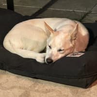 Photo of Azlan   5 Month Old Border Collie X Shepherd