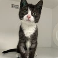 Photo of Lilly Pilly