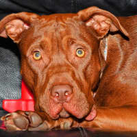 Photo of Coco