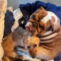 Photo of Sally And Jessie Wensleydale