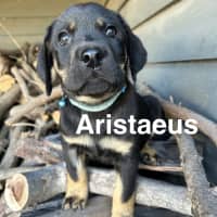 Photo of Thanatos Litter