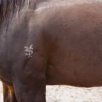 Photo of Jarrah