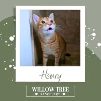 Photo of Henry