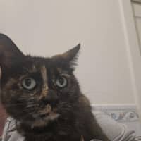 Photo of Ella *9 Lives Project Rescue*