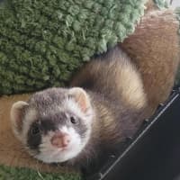 Photo of Tippy