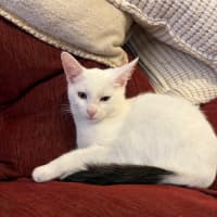 Photo of Lumi