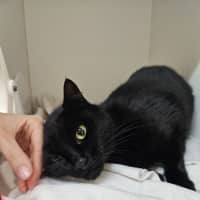 Photo of Vader
