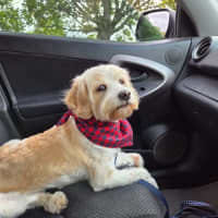 Photo of Wallace