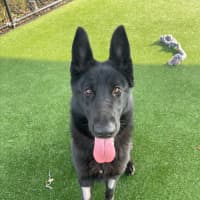 Photo of Rhaenyras Imp 1411