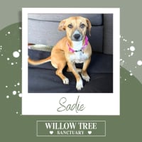 Photo of Sadie