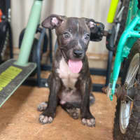 Photo of Tide (Milo)