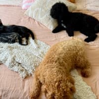 Photo of Asha & Kiki