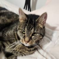 Photo of Dusty