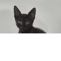Photo of Frankie