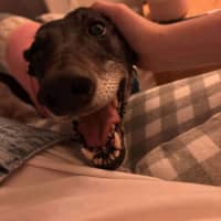 Photo of Crumpet, The Greyhound